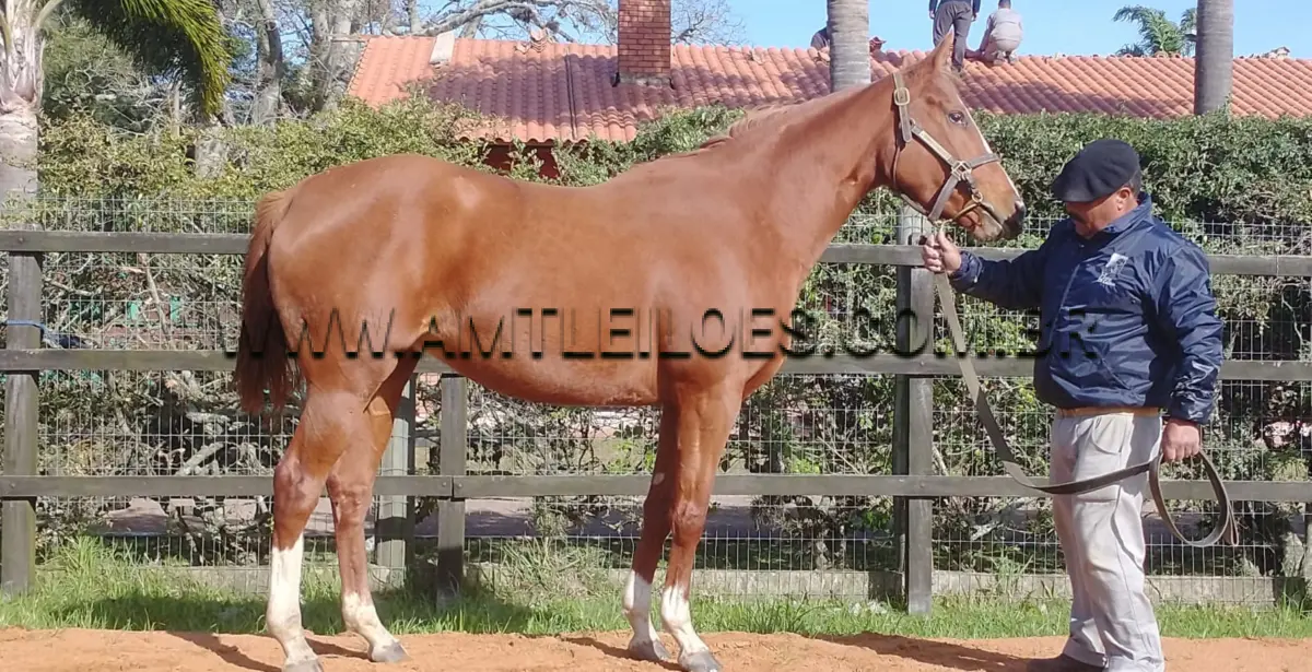 LOTE 018 - EQUINO: JUGADA EXATA: fêmea, pelagem alazã, registro no Stud Book Brasileiro sob o número 0.229015 através da Associação Brasileira de Criadores e Proprietários do Cavalo de Corrida – ABCPCC, Raça Puro Sangue de corrida, nascida em 14/09/2018 no Brasil, filha de PUT IT BACK (USA) e QUANTIA EXATA por TREMPOLINNO (USA), criador Haras Santa Maria de Araras