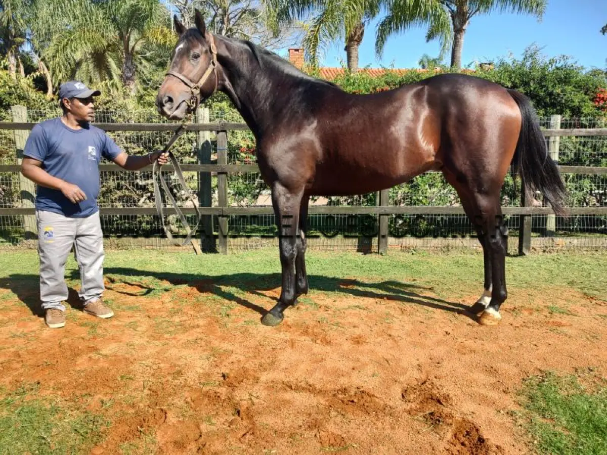 LOTE 019 - EQUINO: DON-VITO: macho não castrado, pelagem castanha, registro no Stud Book Brasileiro sob o número 0.231917 através da Associação Brasileira de Criadores e Proprietários do Cavalo de Corrida – ABCPCC, Raça Puro Sangue de corrida, nascido em 08/07/2020, no Brasil, filho de WAR SECRETARY (USA) e DIAMOND- QUEEN por CHOCTAW RIDGE (USA), criador Haras San Francesco.